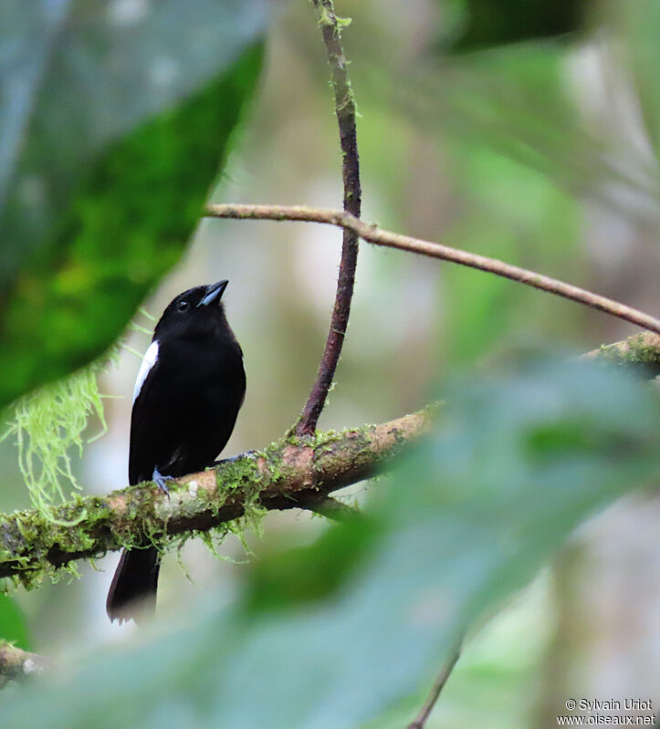 White-shouldered Tanager male adult