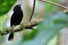 White-shouldered Tanager