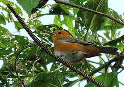 Rufous-chested Tanager