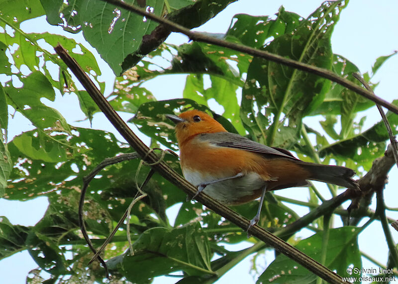 Rufous-chested Tanageradult