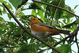 Rufous-chested Tanager