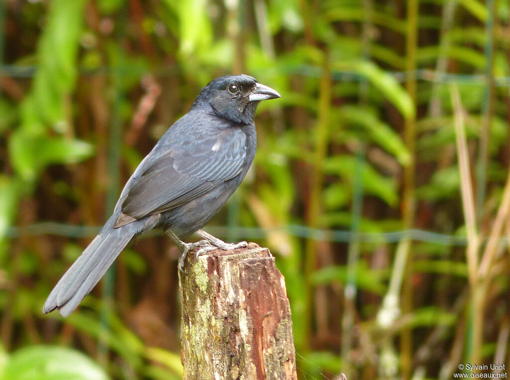 White-lined Tanager male adult