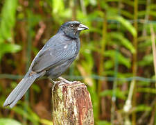 White-lined Tanager