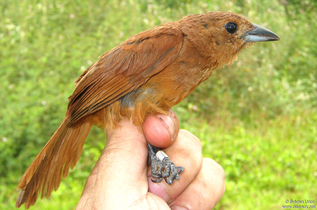 White-lined Tanager female adult