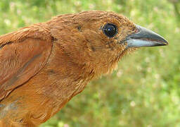 White-lined Tanager