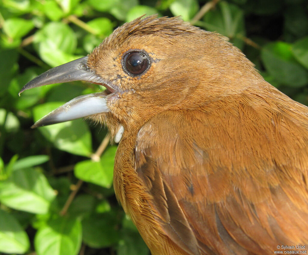 White-lined Tanager female adult