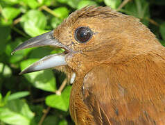 White-lined Tanager