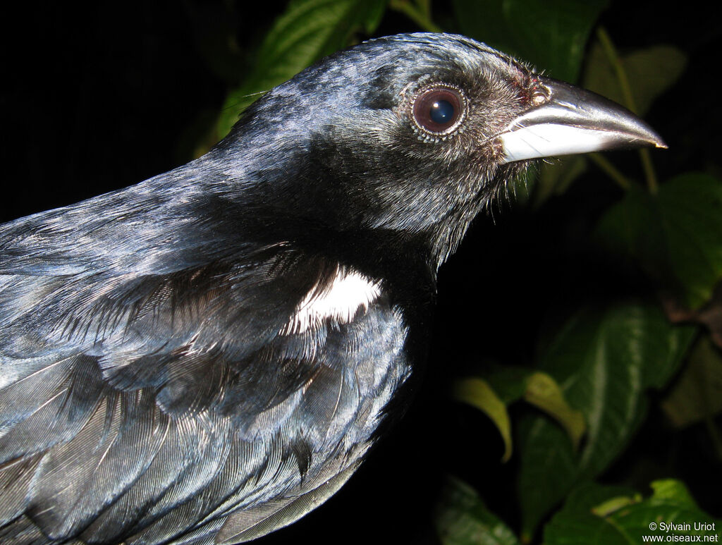 White-lined Tanager male adult