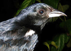 White-lined Tanager