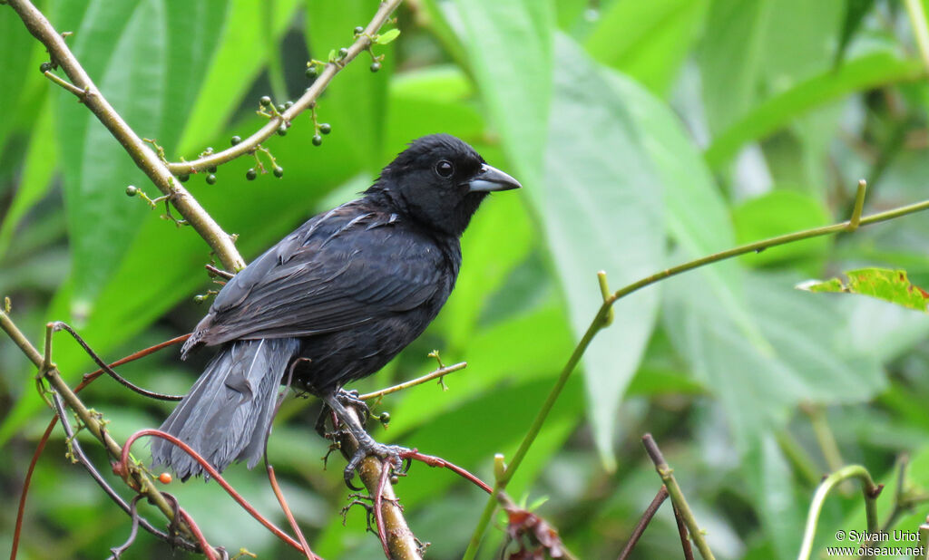 White-lined Tanager male adult