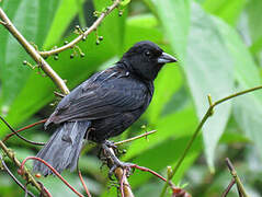 White-lined Tanager