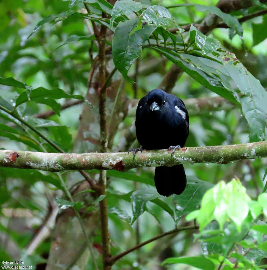 White-lined Tanager male adult, habitat, pigmentation