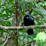 White-lined Tanager