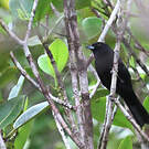 Tangara à galons rouges