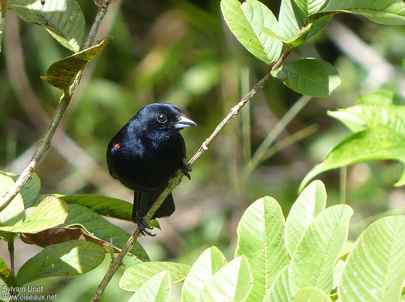 Red-shouldered Tanager male adult, identification