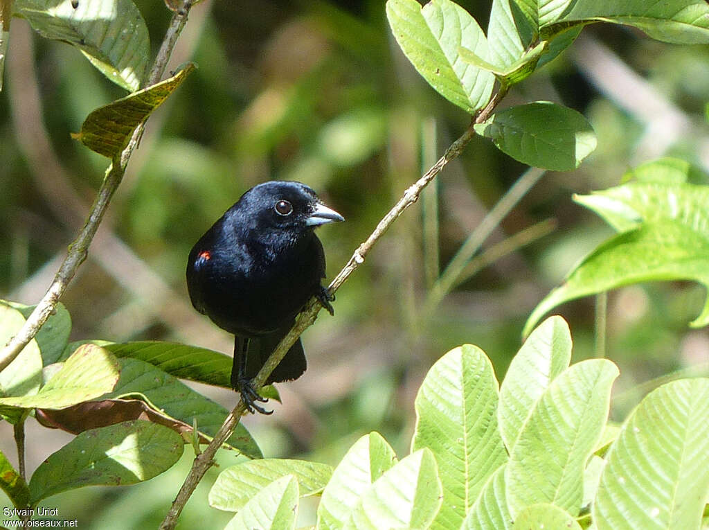 Tangara à galons rouges mâle adulte, identification