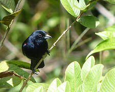 Red-shouldered Tanager