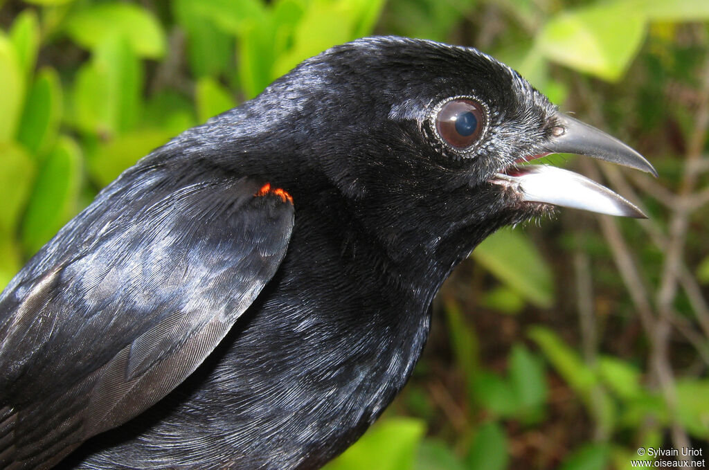 Tangara à galons rouges mâle adulte