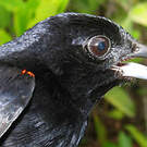 Tangara à galons rouges