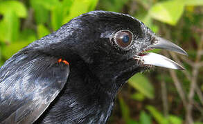 Tangara à galons rouges