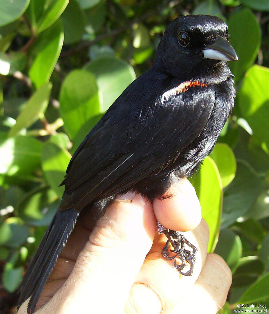 Red-shouldered Tanager male adult