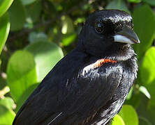 Red-shouldered Tanager