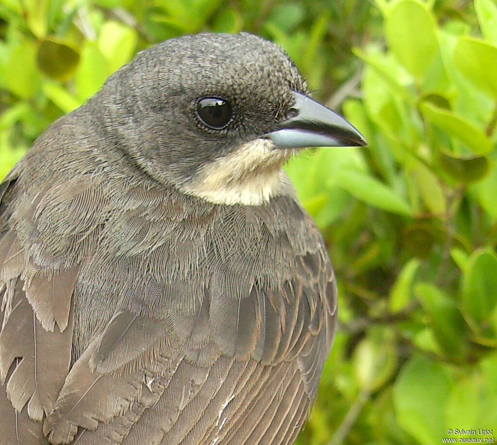 Tangara à galons rouges femelle adulte