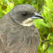 Red-shouldered Tanager