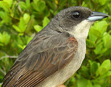 Red-shouldered Tanager