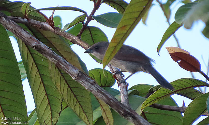 Tangara à galons rouges femelle adulte, habitat