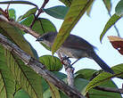 Tangara à galons rouges