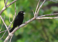 Red-shouldered Tanager