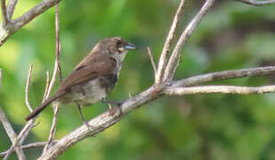 Red-shouldered Tanager