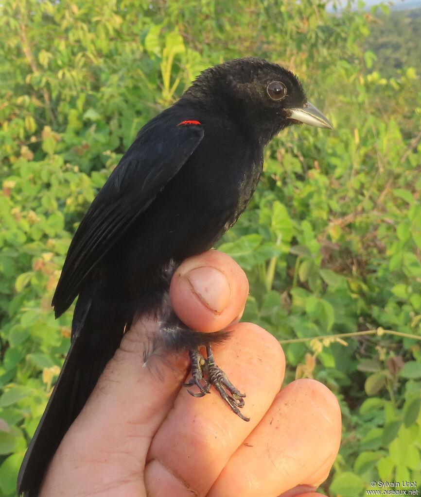 Tangara à galons rouges mâle adulte