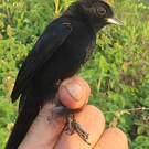 Tangara à galons rouges