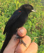 Red-shouldered Tanager