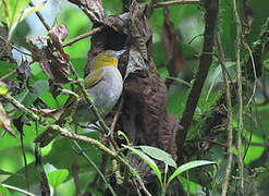 Yellow-throated Chlorospingus