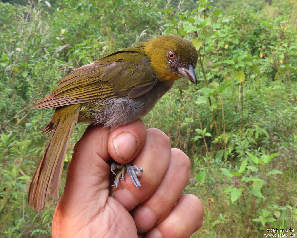 Yellow-throated Chlorospingus