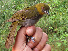 Yellow-throated Chlorospingus