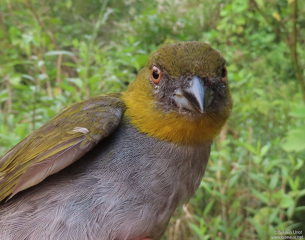 Yellow-throated Chlorospingusadult