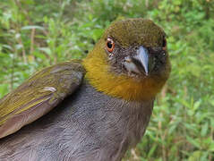 Yellow-throated Bush Tanager