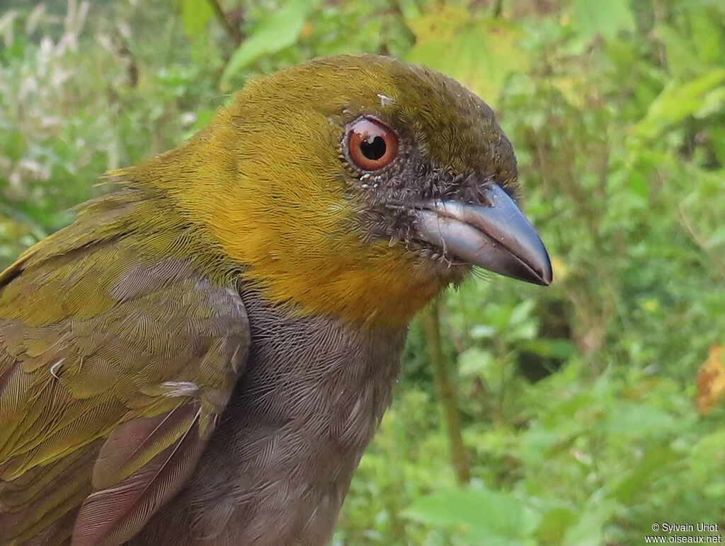 Yellow-throated Chlorospingusadult