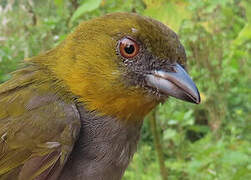 Yellow-throated Bush Tanager