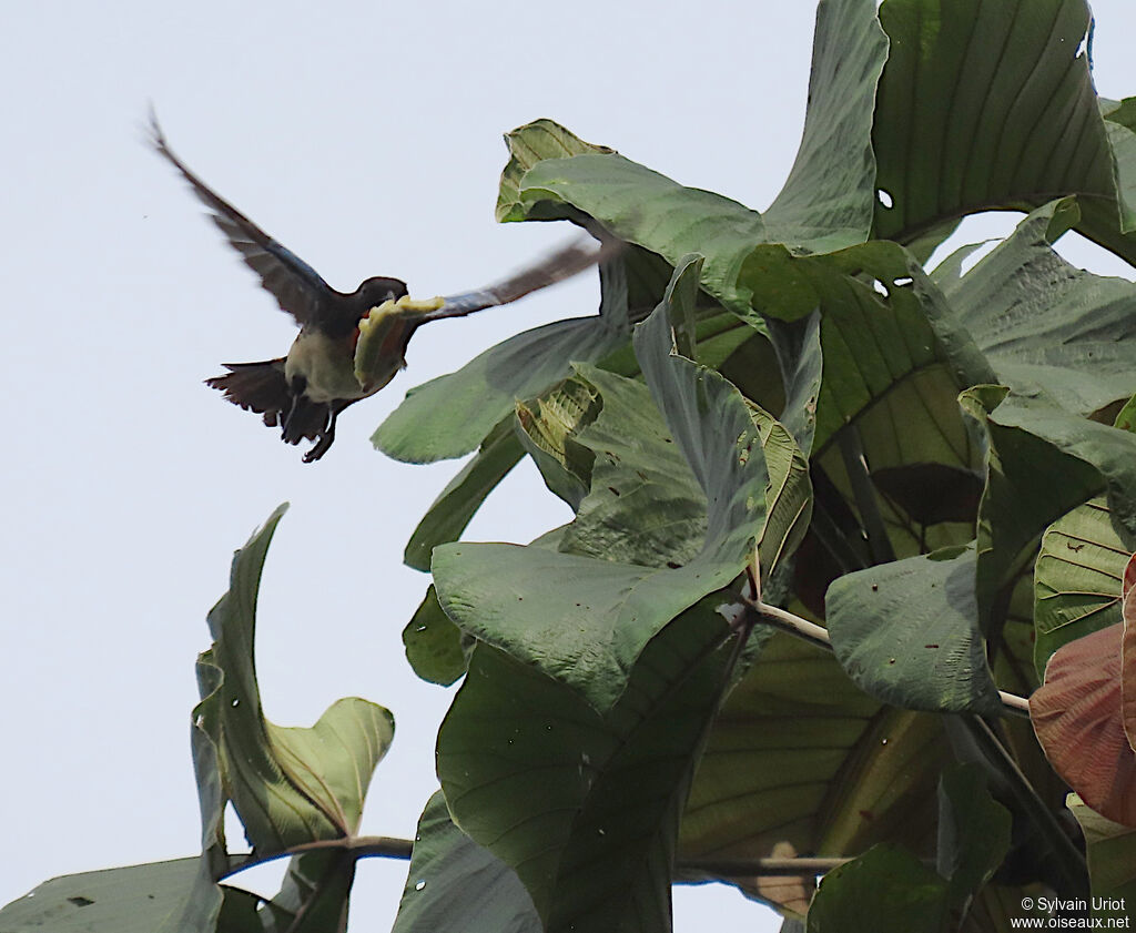 Orange-throated Tanageradult