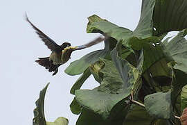 Orange-throated Tanager