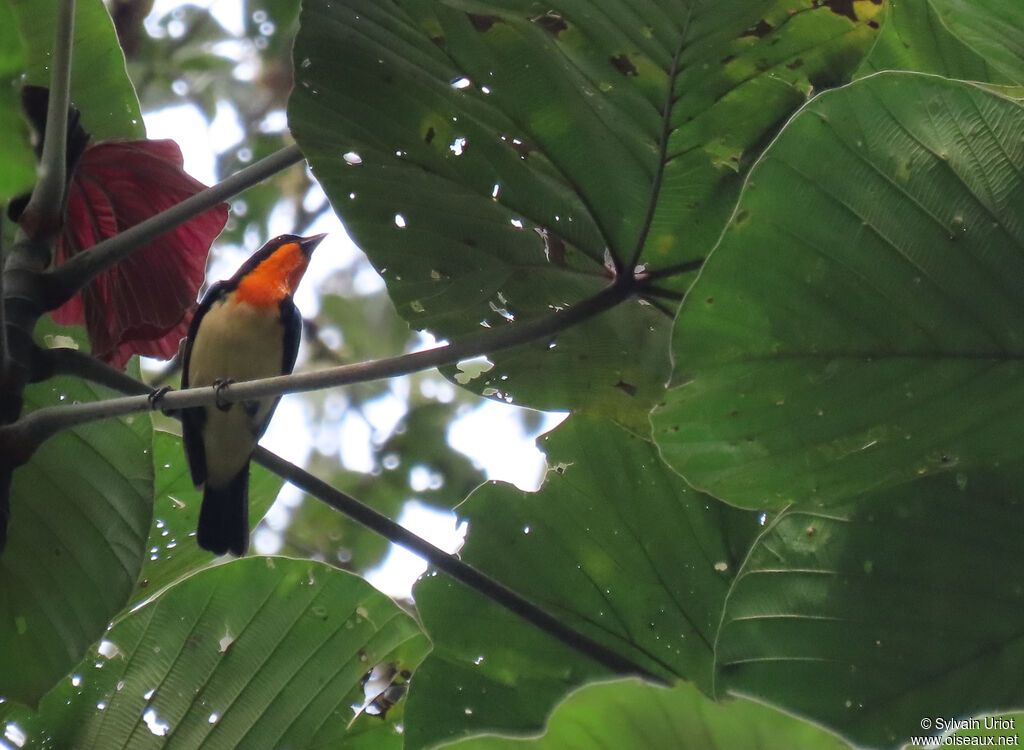 Orange-throated Tanageradult