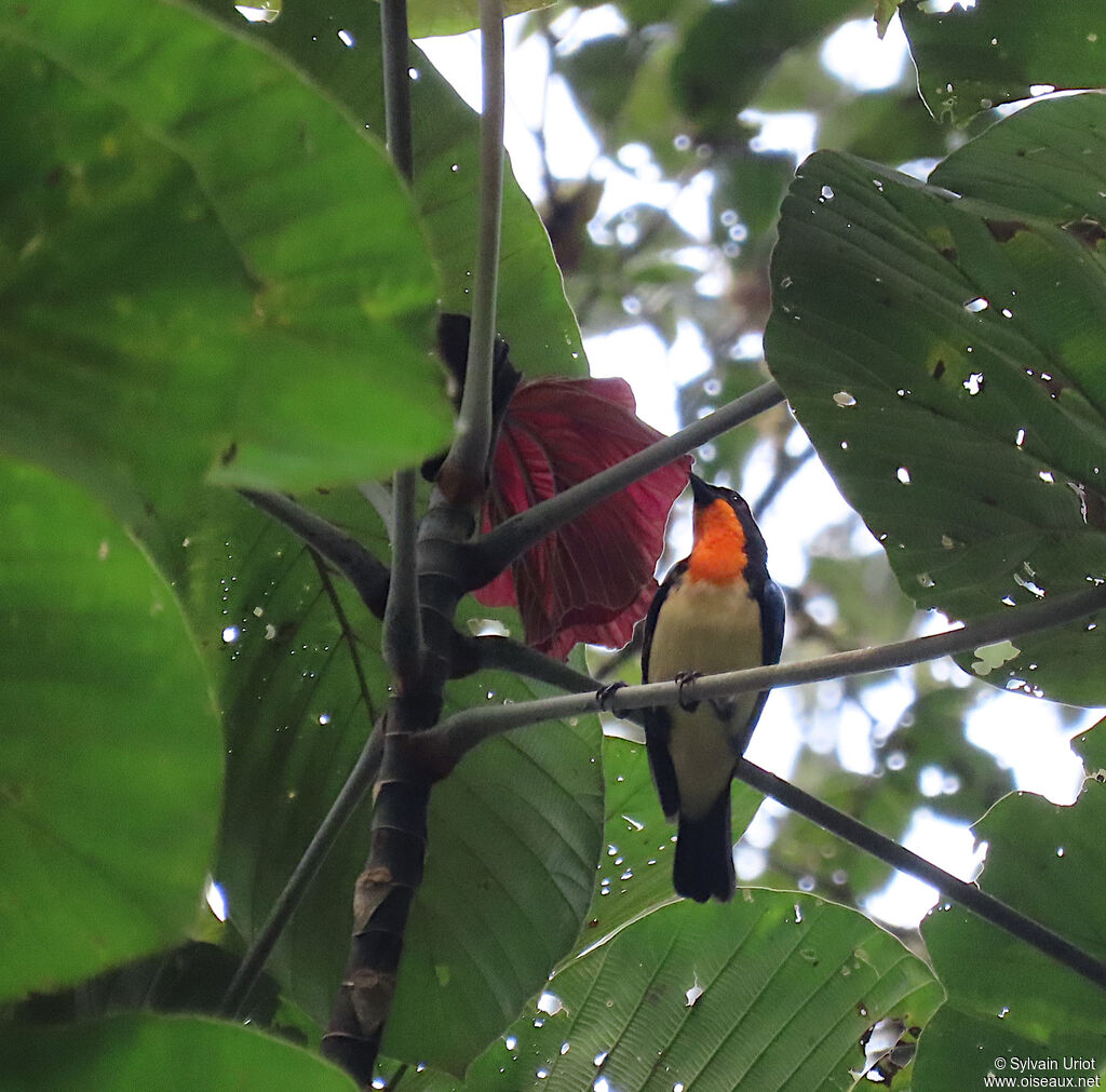 Orange-throated Tanageradult