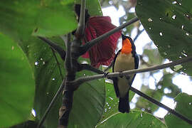 Orange-throated Tanager