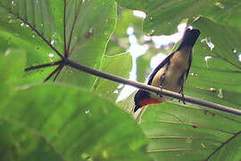 Orange-throated Tanager