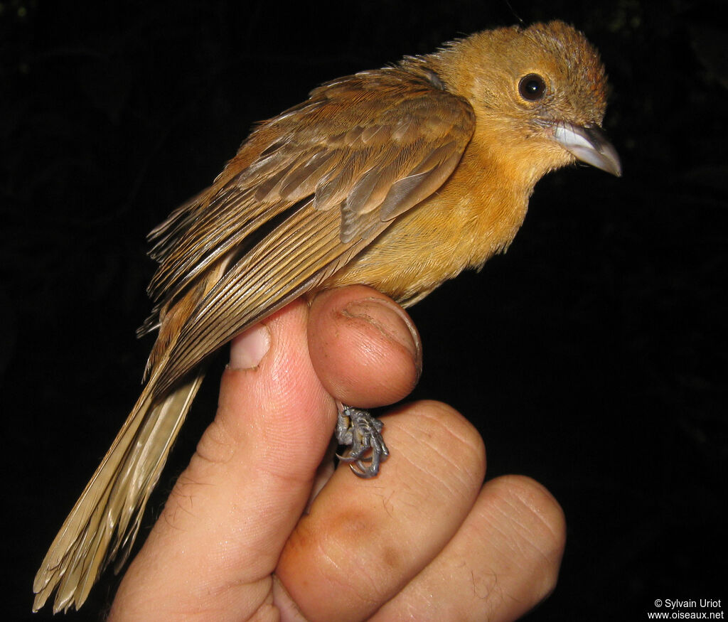 Flame-crested Tanager female adult